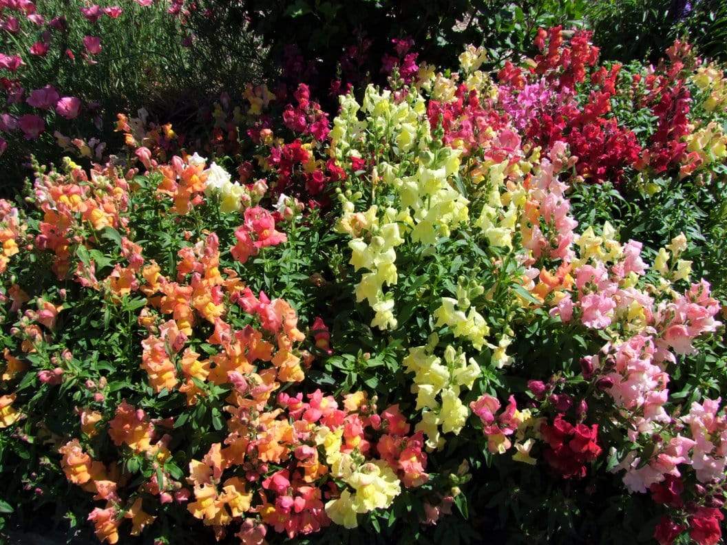 Snapdragon, Tom Thumb Mix - LifeForce Seeds