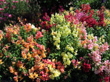 Snapdragon, Tom Thumb Mix - LifeForce Seeds