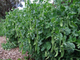 Snow Pea, Oregon Giant - LifeForce Seeds
