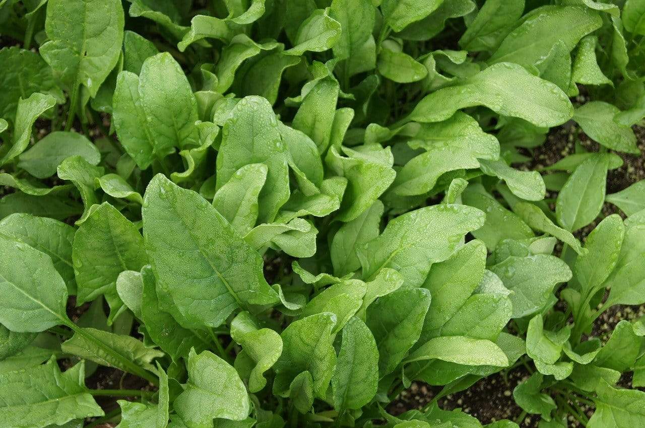Spinach Viroflay - LifeForce Seeds