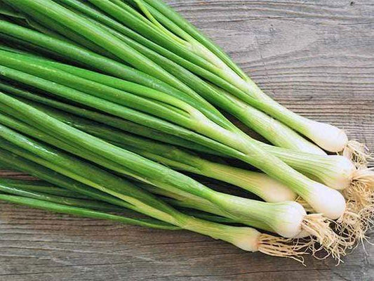 Spring Onion White Lisbon - LifeForce Seeds