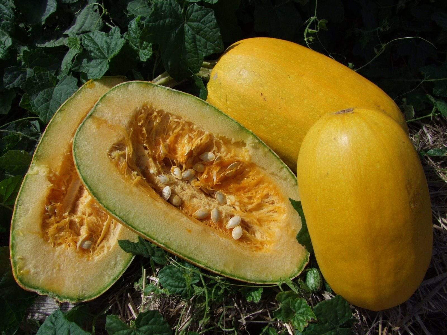 Squash Spaghetti - LifeForce Seeds