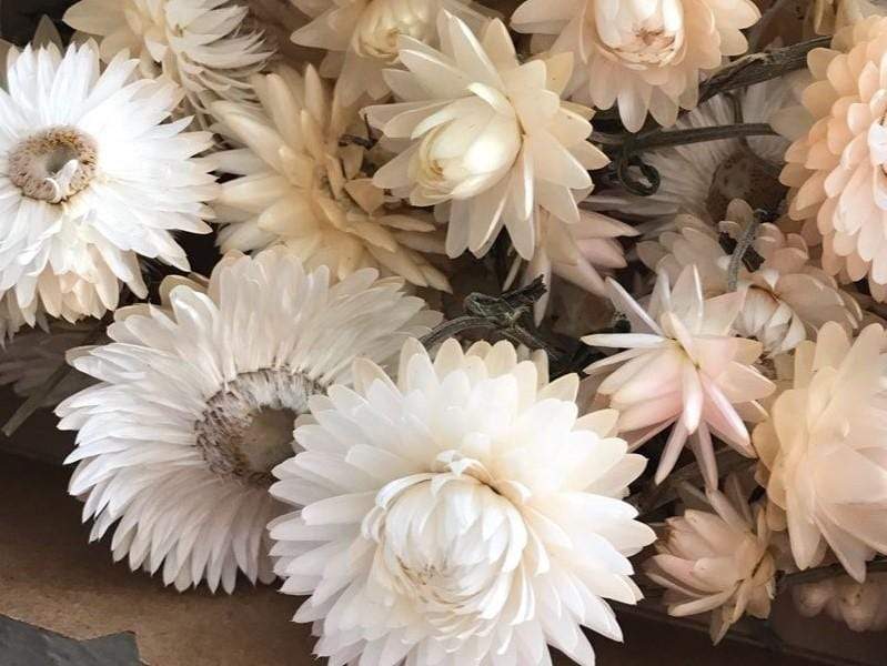 Strawflower, White - LifeForce Seeds