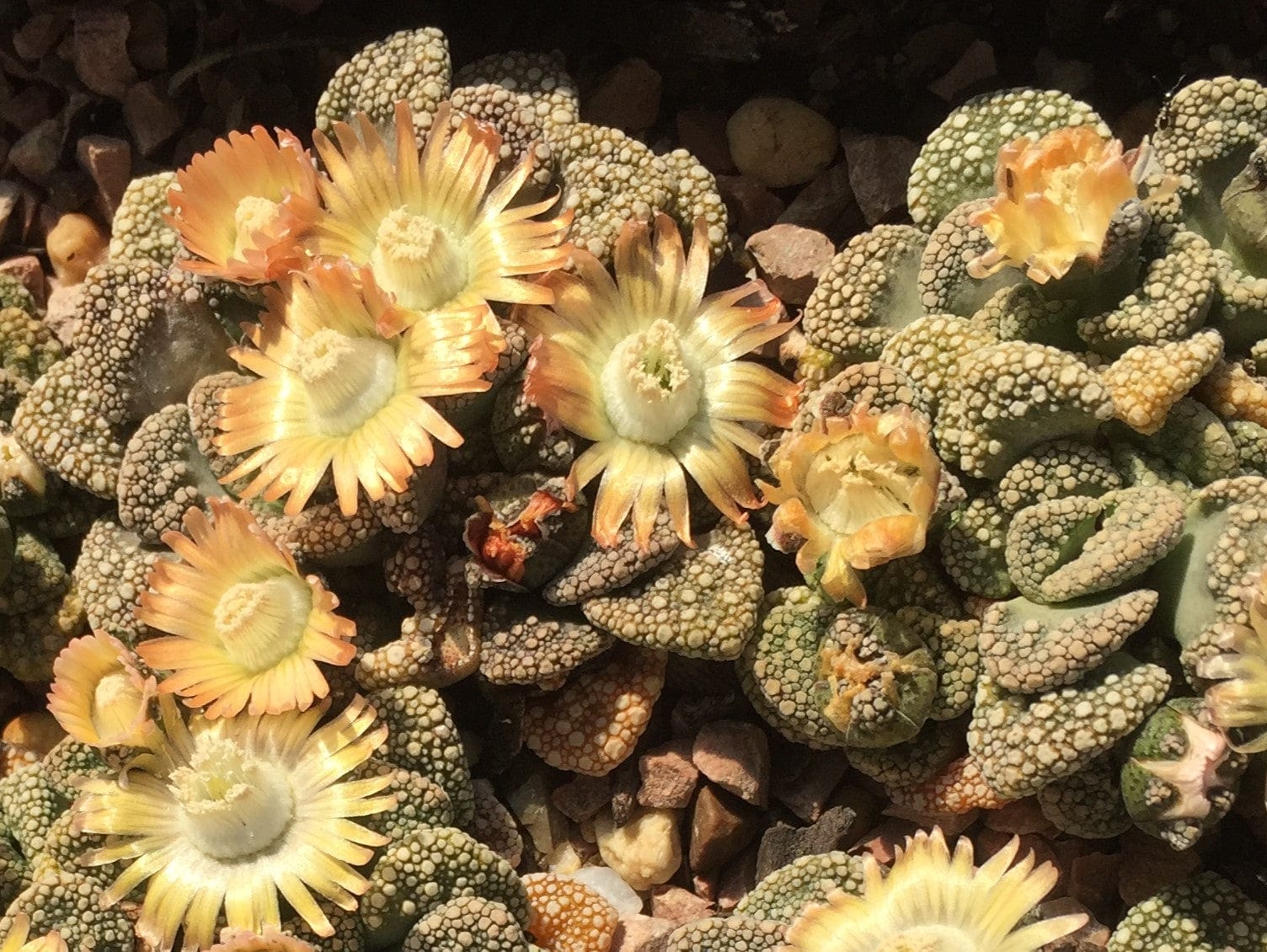 Titanopsis calcarean - LifeForce Seeds