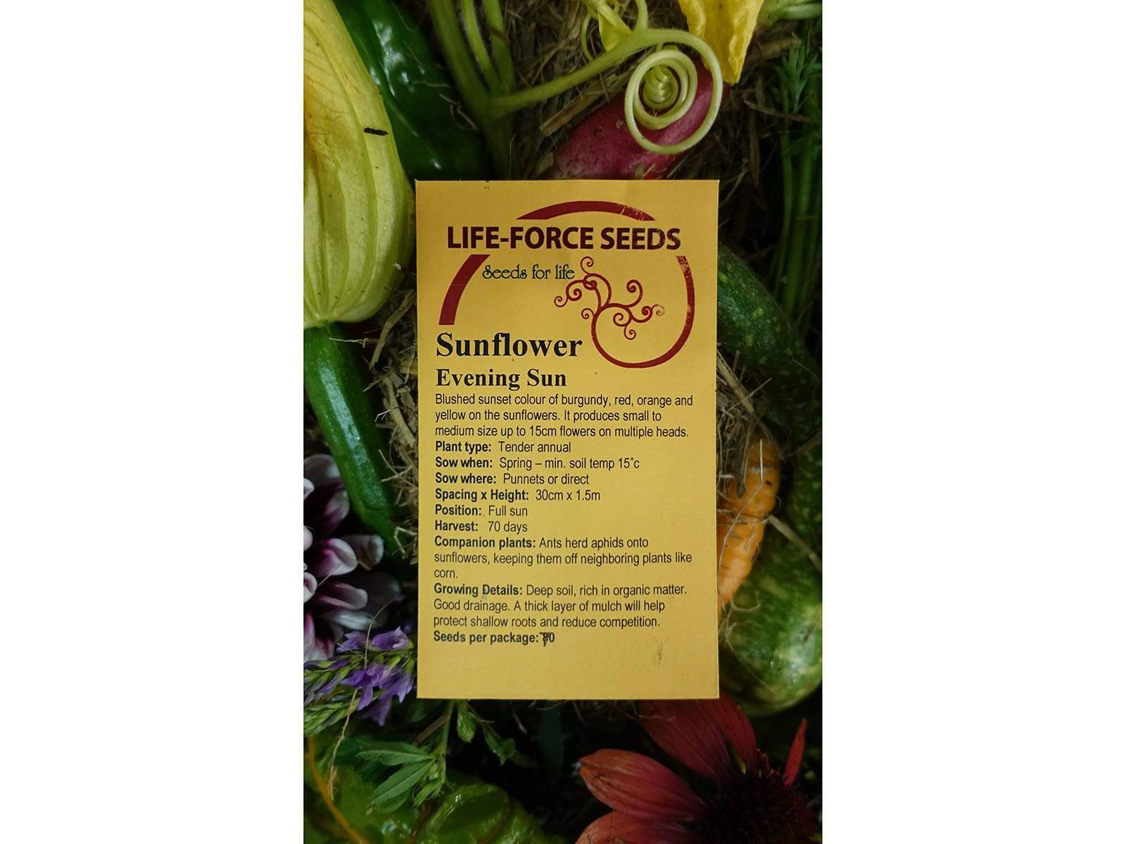 Sunflower Evening Sun - LifeForce Seeds