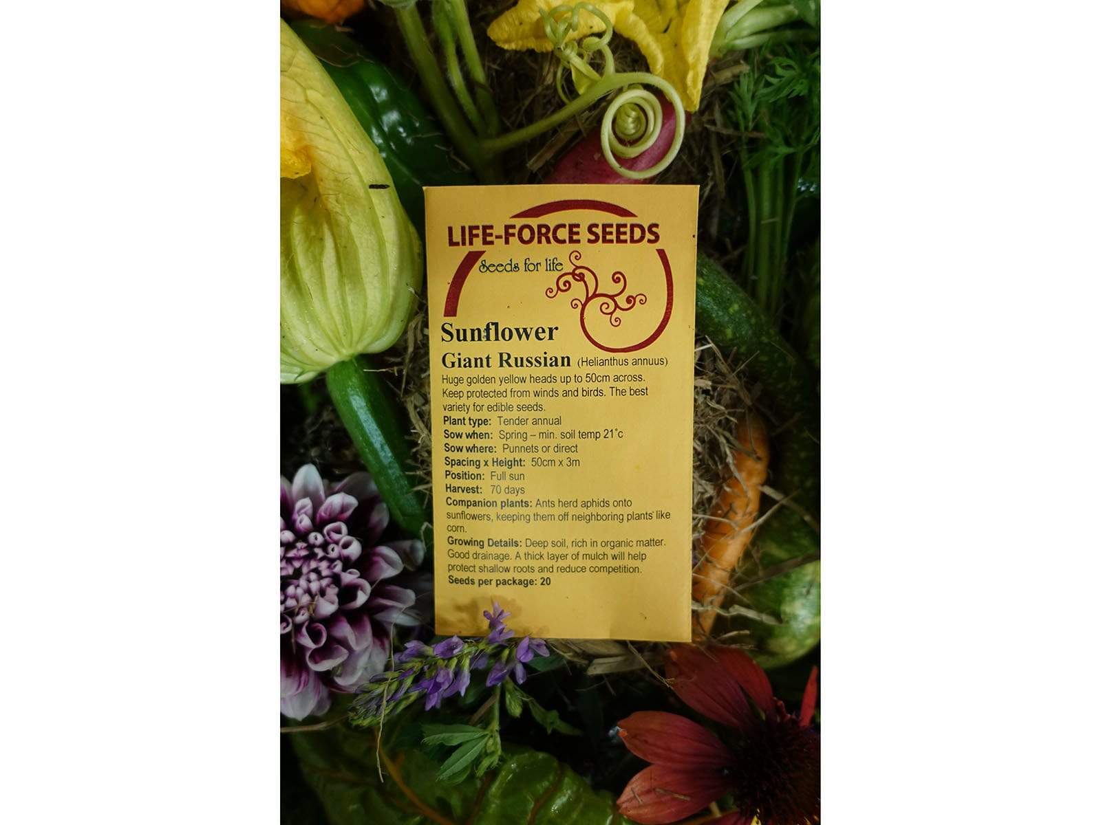 Sunflower Giant Russian - LifeForce Seeds
