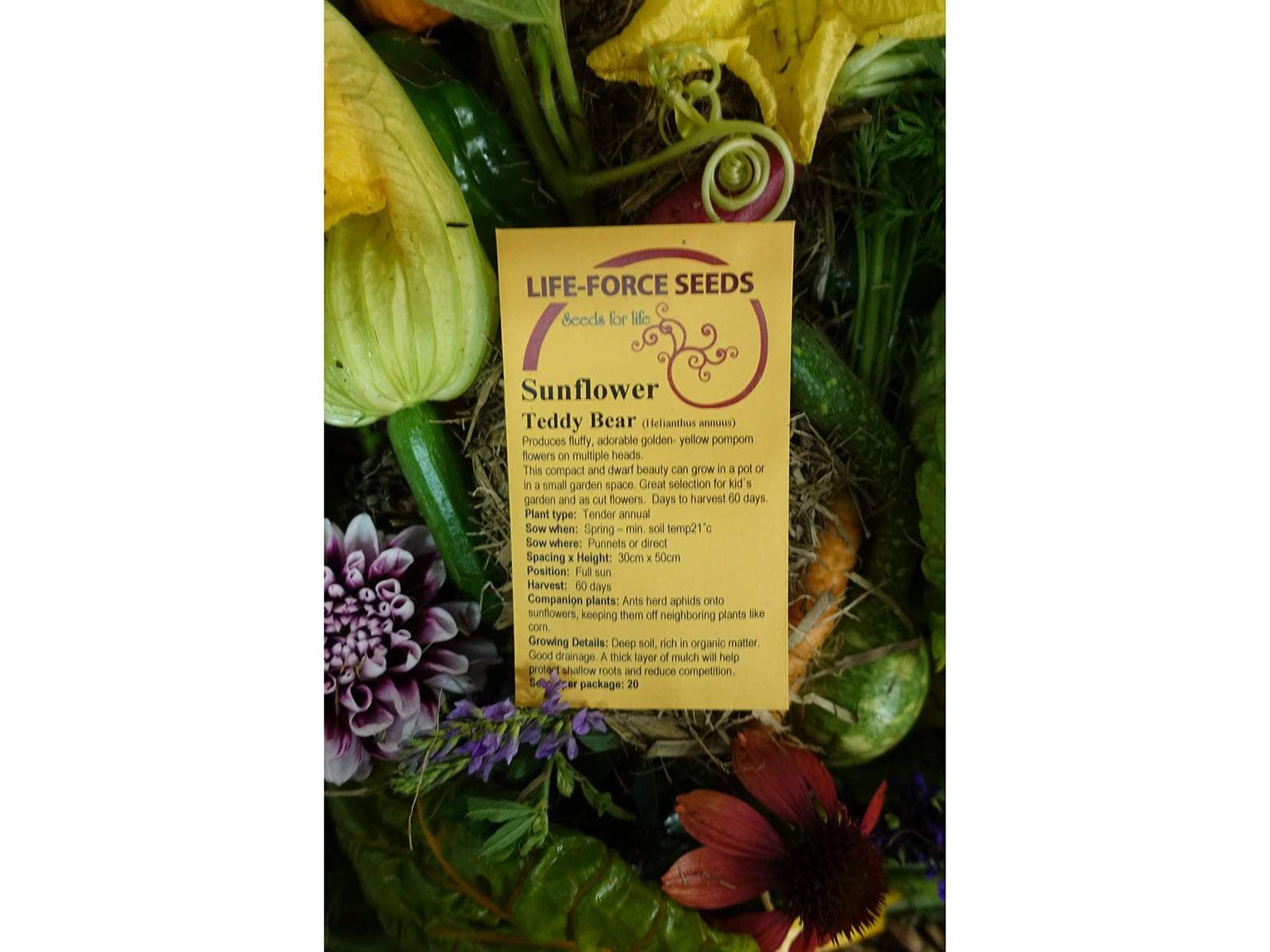 Sunflower Teddy Bear - LifeForce Seeds