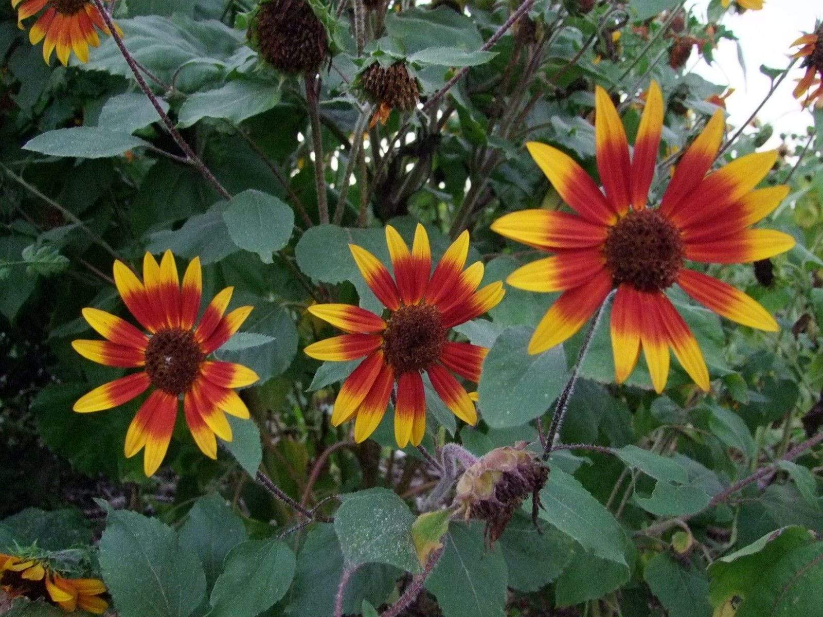 Sunflower Evening Sun - LifeForce Seeds