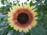 Sunflower Evening Sun - LifeForce Seeds