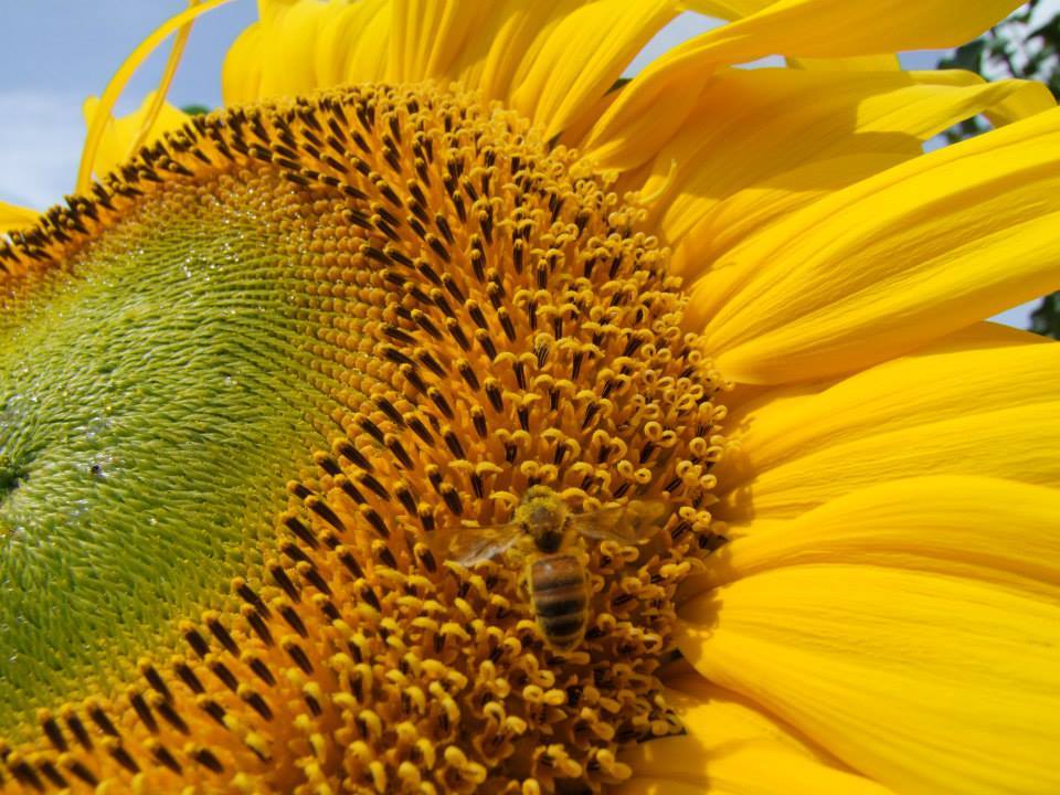 Sunflower Giant Russian - LifeForce Seeds