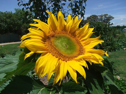 Sunflower Giant Russian - LifeForce Seeds