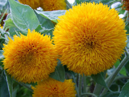Sunflower Teddy Bear - LifeForce Seeds
