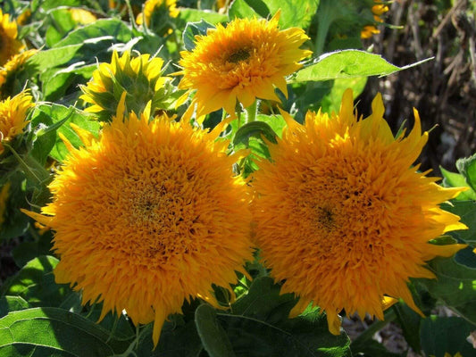 Sunflower Teddy Bear - LifeForce Seeds