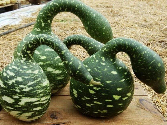 Gourd, Speckled Swan - LifeForce Seeds