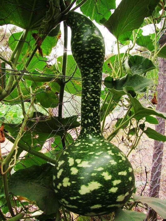 Gourd, Speckled Swan - LifeForce Seeds