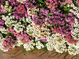 Alyssum Pastel Splash - LifeForce Seeds