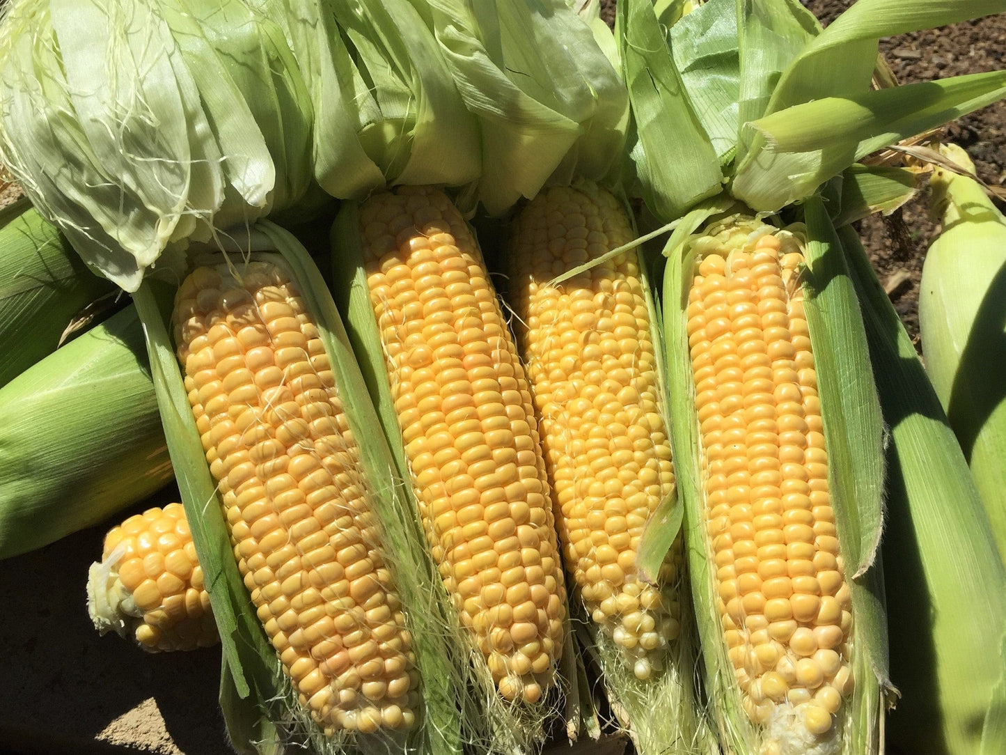 Sweet Corn True Gold - LifeForce Seeds