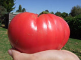 Tomato, Mortgage Lifter - LifeForce Seeds