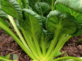 Tatsoi, Green - LifeForce Seeds