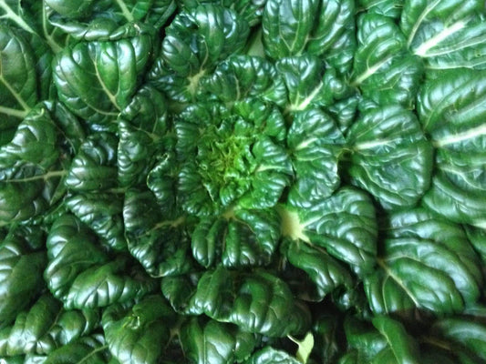 Tatsoi, Green - LifeForce Seeds
