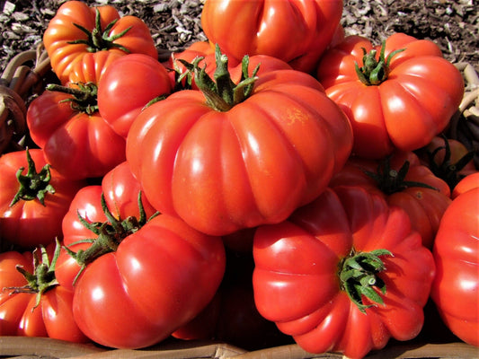Tomato, Costoluto Genoves - LifeForce Seeds