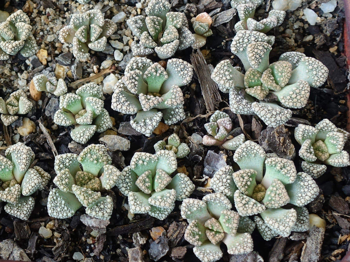 Titanopsis calcarean - LifeForce Seeds