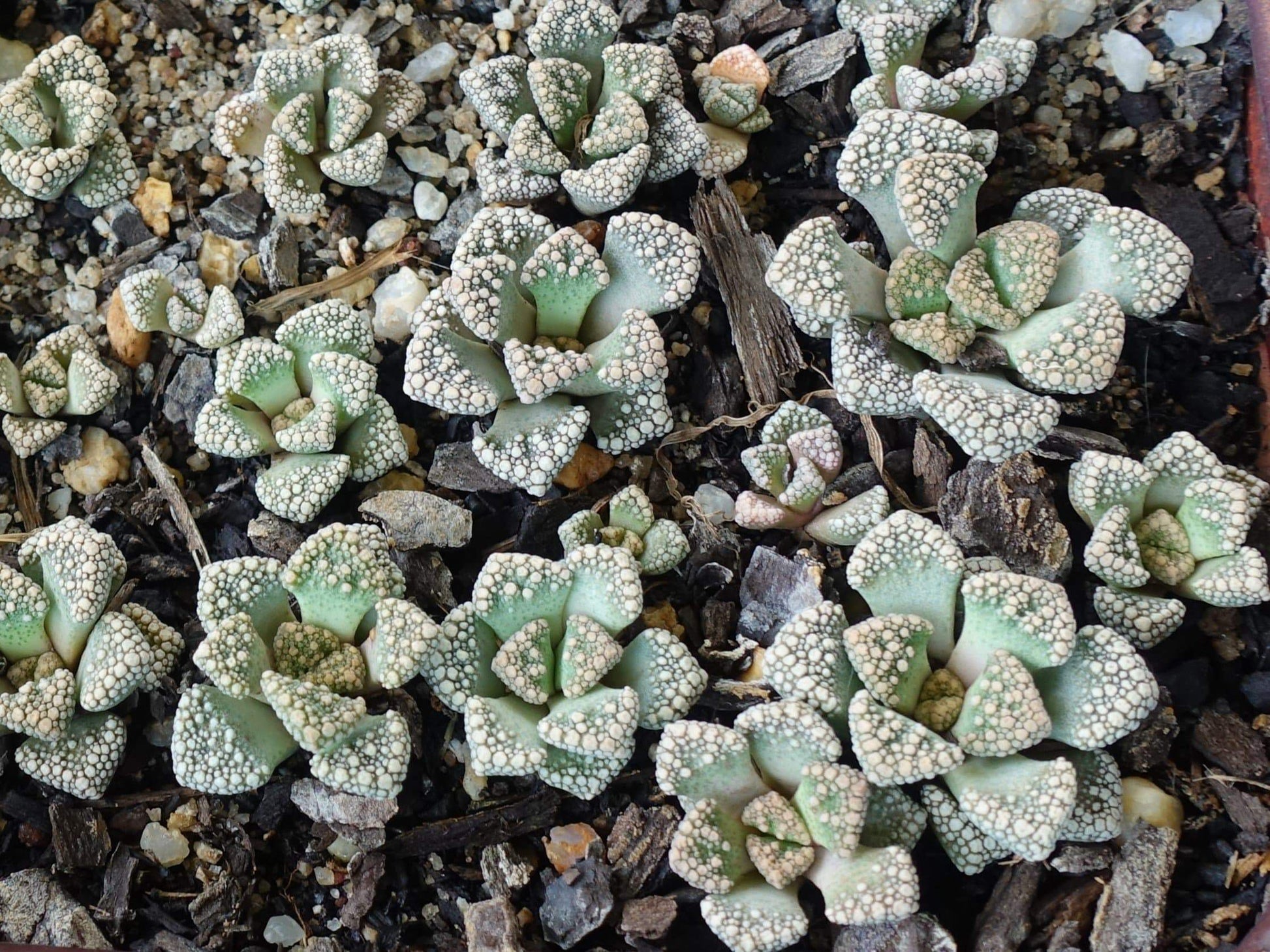Titanopsis calcarean - LifeForce Seeds