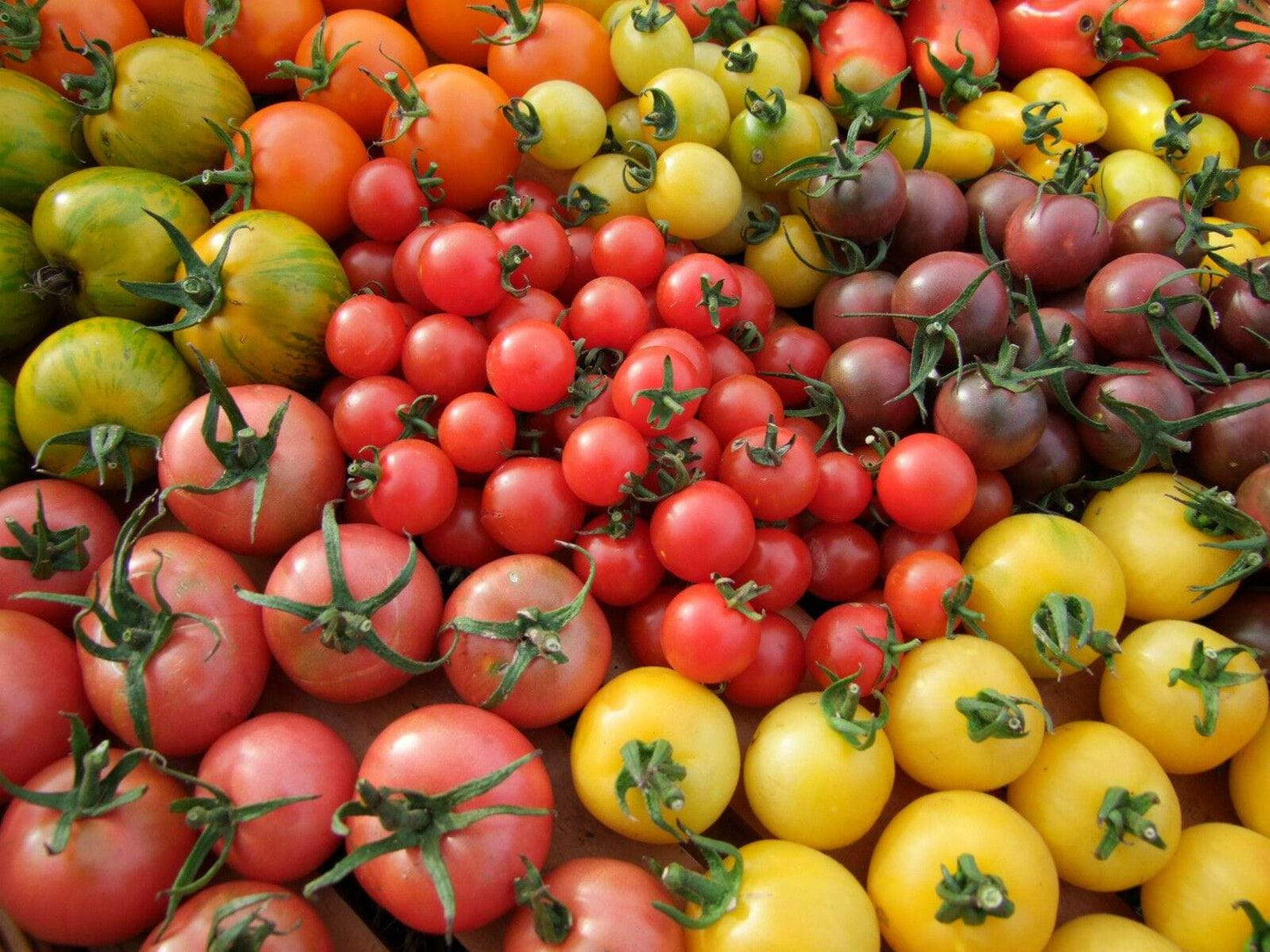 Tomato, Rainbow Mix - LifeForce Seeds