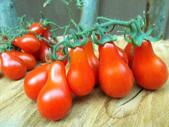 Tomato, Red Fig - LifeForce Seeds