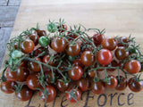 Tomato, Brown Berry - LifeForce Seeds