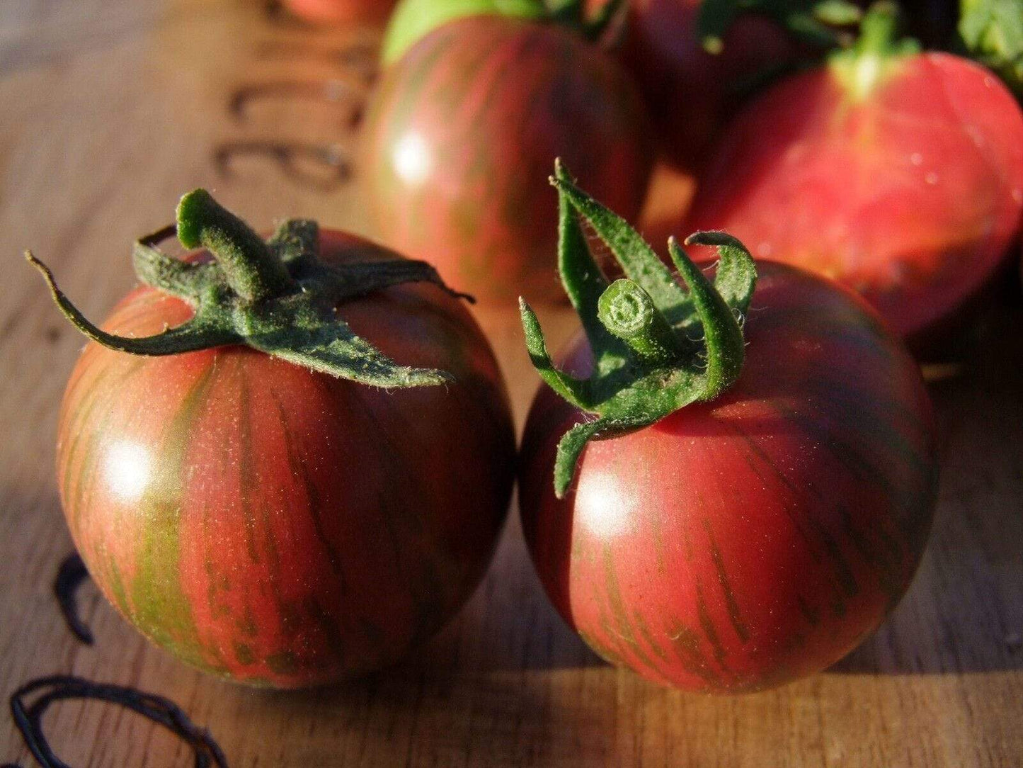 Tomato, Purple Bumble Bee - LifeForce Seeds