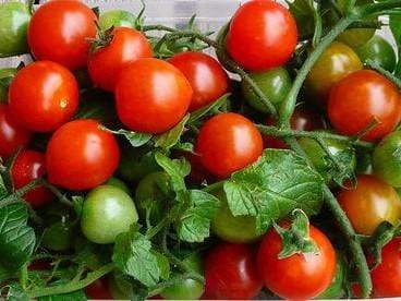 Tomato, Sweetie - LifeForce Seeds