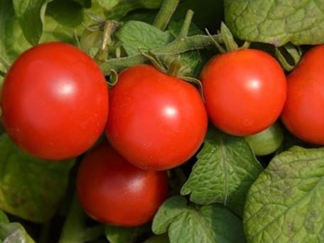 Tomato, Tiny Tim - LifeForce Seeds