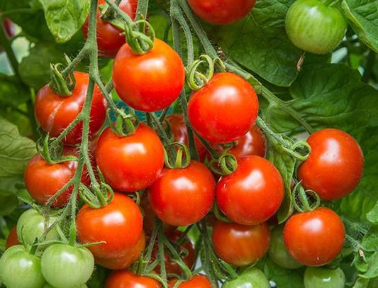 Tomato, Tommy Toe - LifeForce Seeds