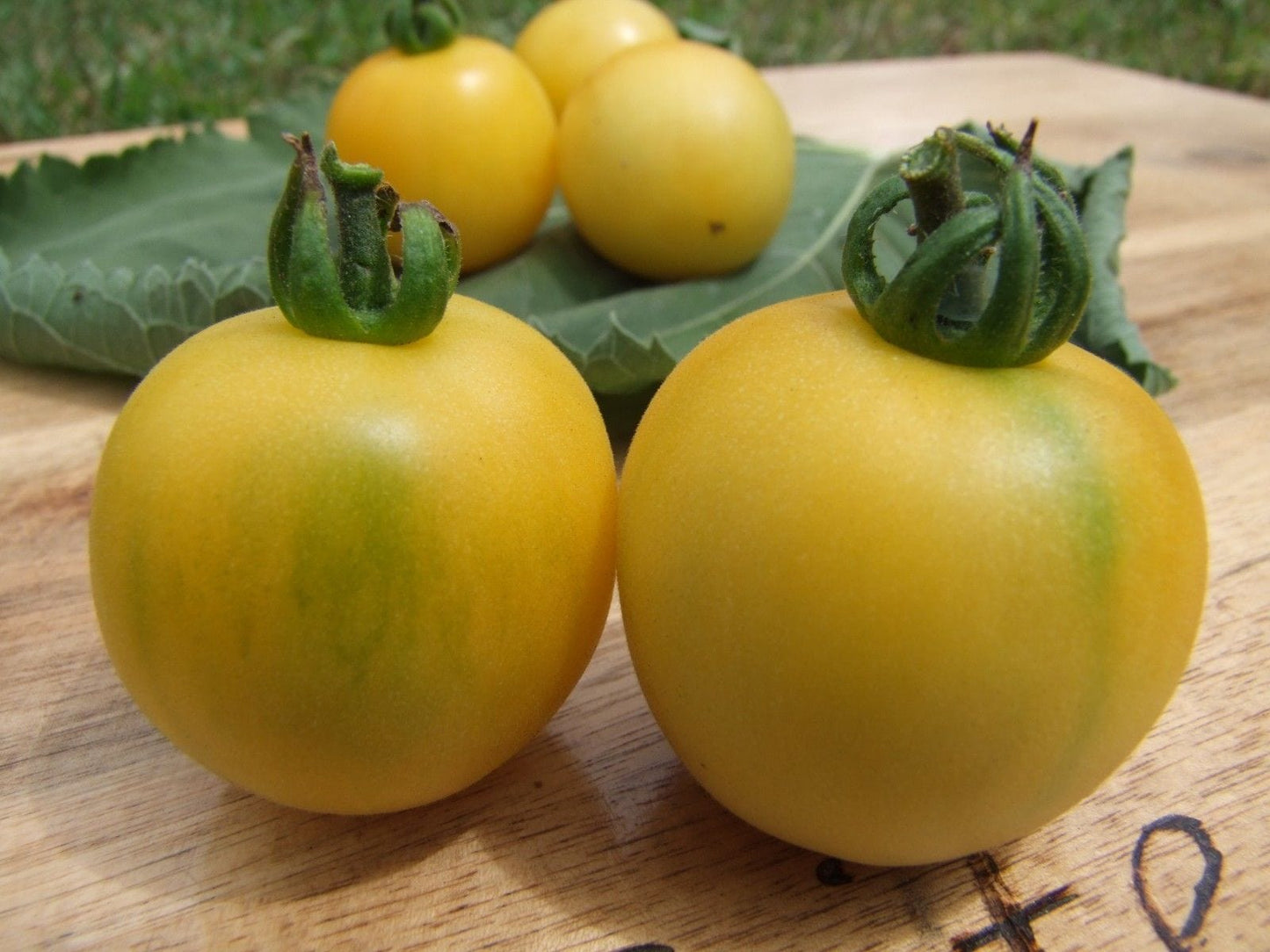 Tomato, Wapsipinicon Peach - LifeForce Seeds