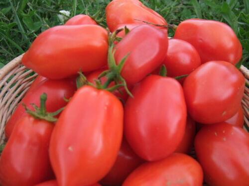 Tomato, San Marzano - LifeForce Seeds