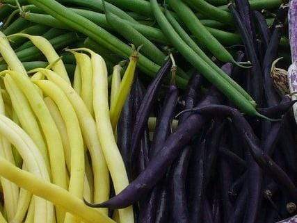 Bean Bush Heirloom Trio Colour Mix - LifeForce Seeds