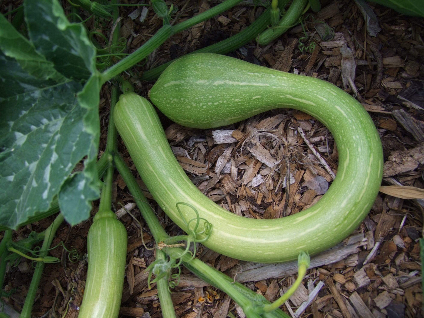 Zucchini Tromboncino - LifeForce Seeds