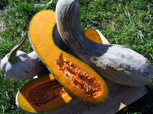Pumpkin, Gramma Trombone - LifeForce Seeds