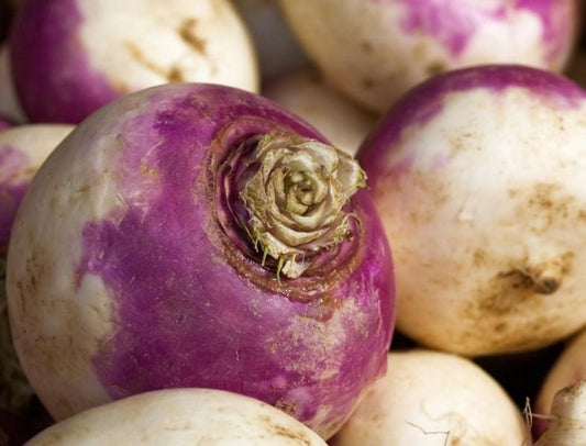 Turnip, Purple Top White Globe - LifeForce Seeds