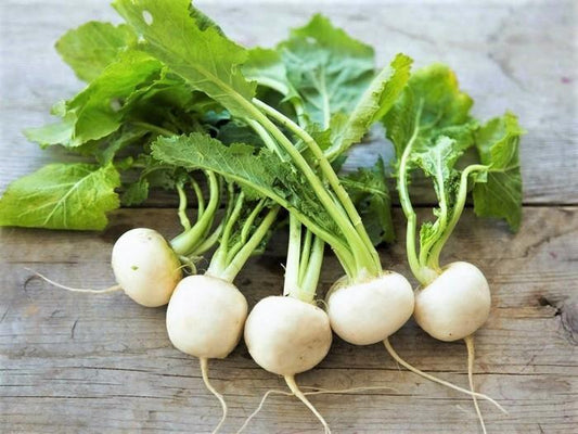 Trnip, Tokyo Market - LifeForce Seeds