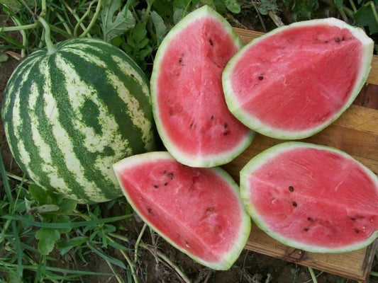 Watermelon, Crimson Sweet - LifeForce Seeds