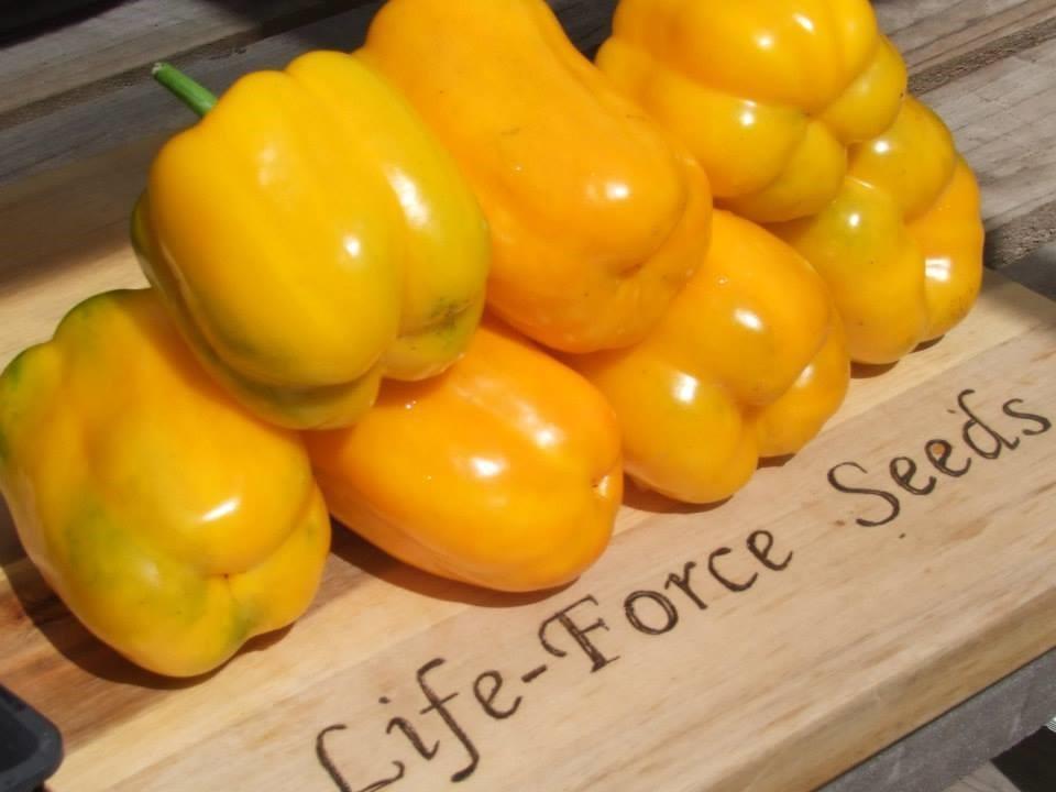 Capsicum Sunbright Yellow Bell - LifeForce Seeds