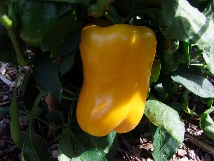 Capsicum Sunbright Yellow Bell - LifeForce Seeds