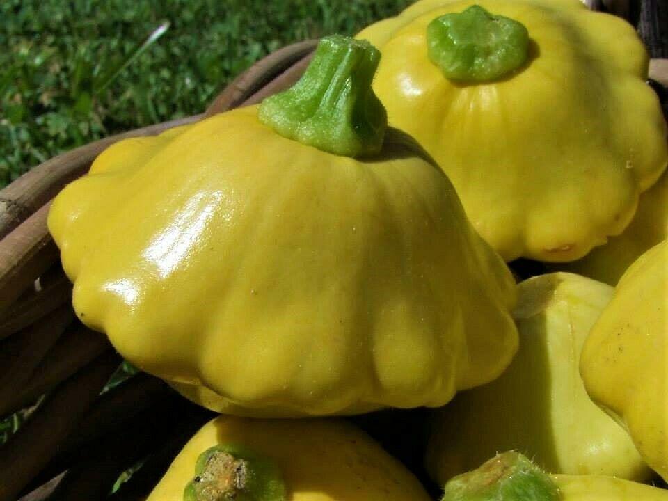 Squash Button Yellow scallop - LifeForce Seeds
