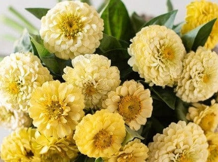 Zinnia, Isabellina Creamy Yellow - LifeForce Seeds