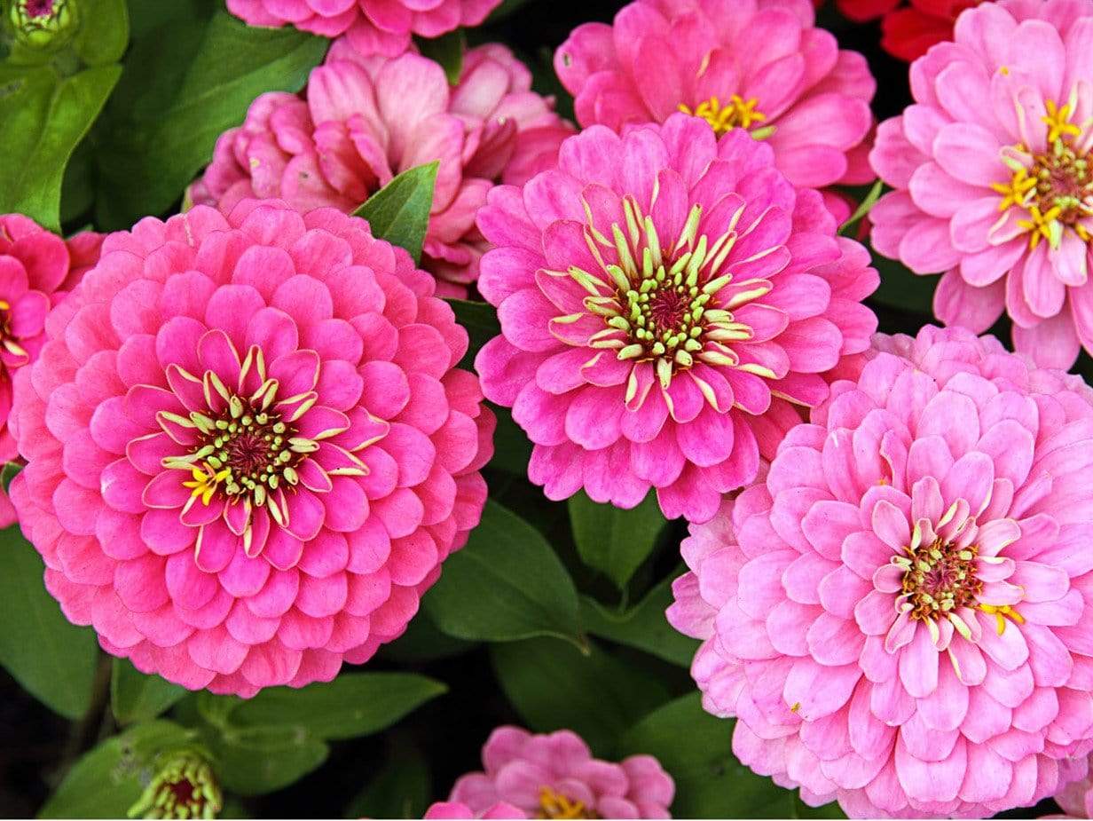 Zinnia, Exquisite - LifeForce Seeds