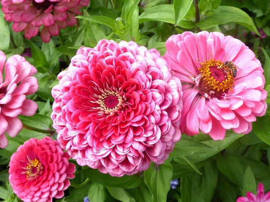 Zinnia, Exquisite - LifeForce Seeds