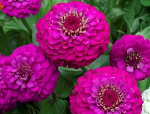 Zinnia, Purple Prince - LifeForce Seeds