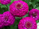 Zinnia, Purple Prince - LifeForce Seeds